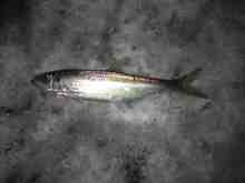 �������Ĳ̤��������-�˥���