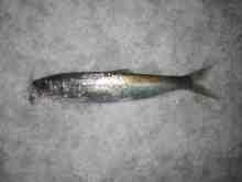 �������Ĳ̤��������-�˥���