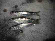 �������Ĳ̤��������-�˥���