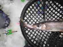 �參�����򿩤�������