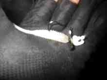 オカシラスクリューヘッド