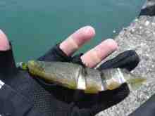 ����Х���160