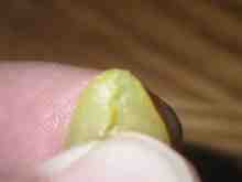 顎裂けジャバロン