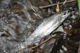 ËÜή¥¢¥Þ¥´åºÎï