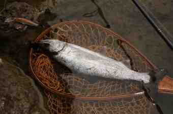 ¾¾¥ß¥Î¡¼¤Ç¼Ü¥¢¥Þ¥´