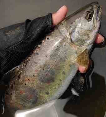 É¡¶Ê¤¬¤Ã¤Æ¤¤Æ¤ë