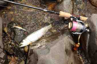 ¥Ï¥Ã¥¹¥ë¥Ï¥Ã¥¹¥ë