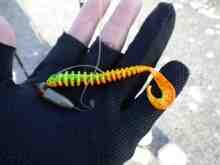 パルスワームCGBFO