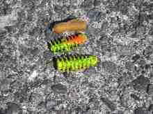 食い千切られたワーム