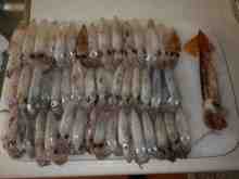 マメイカとマイカ