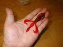 ¥¯¥ì¥¤¥¸¡¼¥Õ¥é¥Ã¥Ñ¡¼