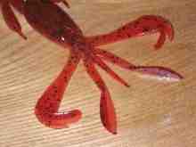 ¥¯¥ì¥¤¥¸¡¼¥Õ¥é¥Ã¥Ñ¡¼