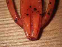 ¥¯¥ì¥¤¥¸¡¼¥Õ¥é¥Ã¥Ñ¡¼