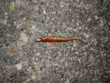 シーバスワーム