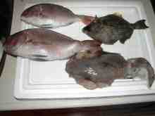 鯛、アオリ、カワハギ