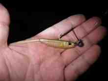 スーパーシャッドシェイプワーム