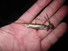 マイラーミノー