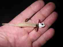 トライロバイト