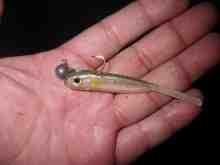 スーパーシャッドシェイプワーム