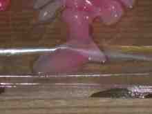 ギルボーンビッグシャッドテール