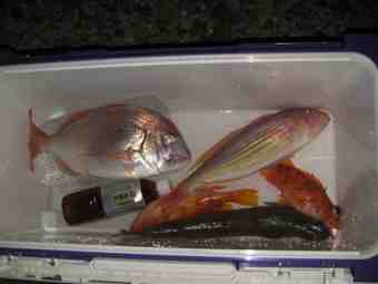 イトヨリ