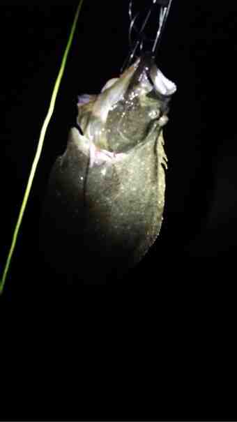 {1ED268CB-53AD-4597-AE80-9266B9CAD55A:01}