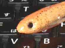 フラッシュJグラブ