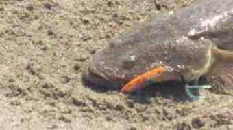 DSC_0713 (Small)