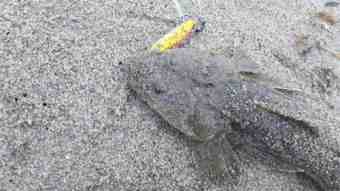 DSC_0736 (Small)