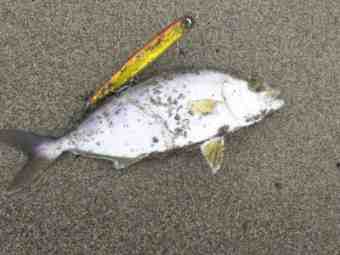 DSC_0922 (Small)