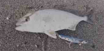 DSC_0994 (Small)