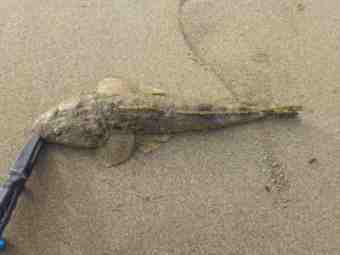 DSC_1006 (Small)