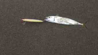 DSC_1027 (Small)