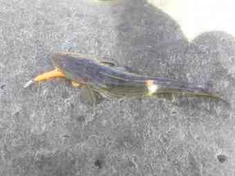 DSC_1125 (Small)