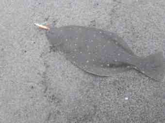 DSC_1184 (Small)