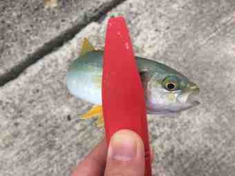 FullSizeRender
