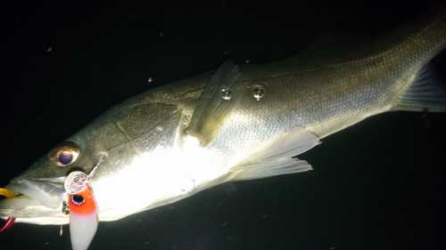akita seabass