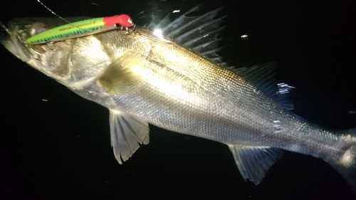 akita seabass