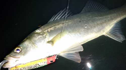 akita seabass