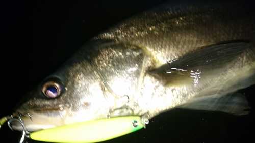 akita seabass
