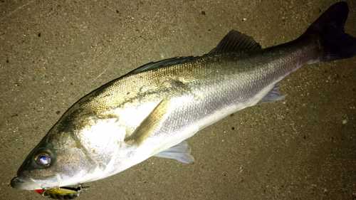 akita seabass
