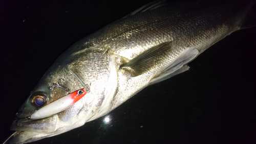 akita seabass