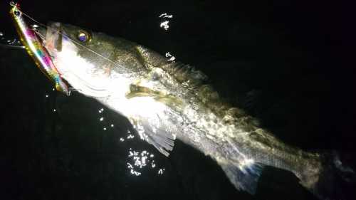 akita seabass