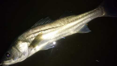 akita seabass
