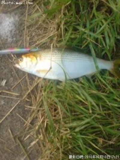雷魚
