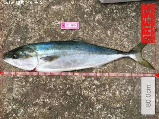 福井県で稚鮎が釣れるポイントはどこ 釣れるシーズンやルアー釣り情報や釣果発信中 即戦力釣り情報