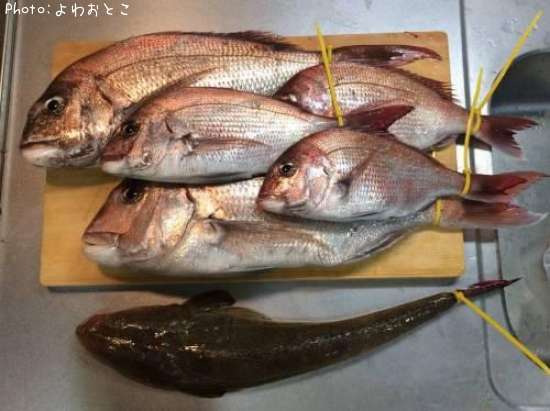 知りたい 岡山県の真鯛釣り情報を発信中 ポイントからシーズンやルアーまで釣果情報 即戦力釣り情報