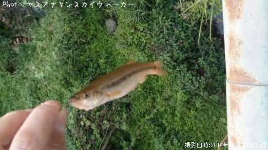 アブラハヤ