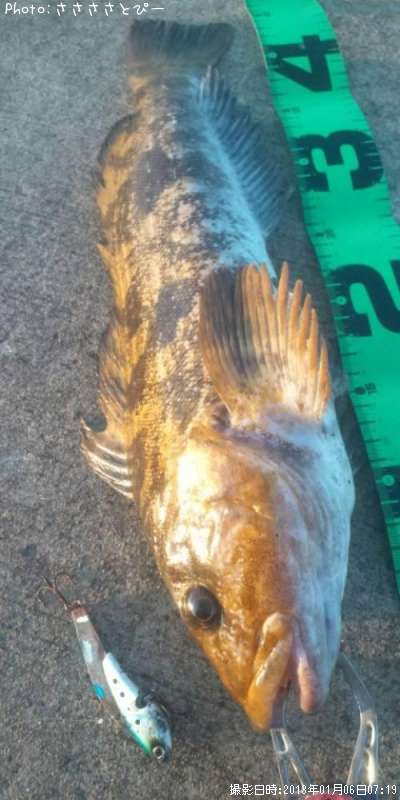 千葉県アイナメ 釣り情報まとめ ポイントからルアーまで釣果情報 即戦力釣り情報