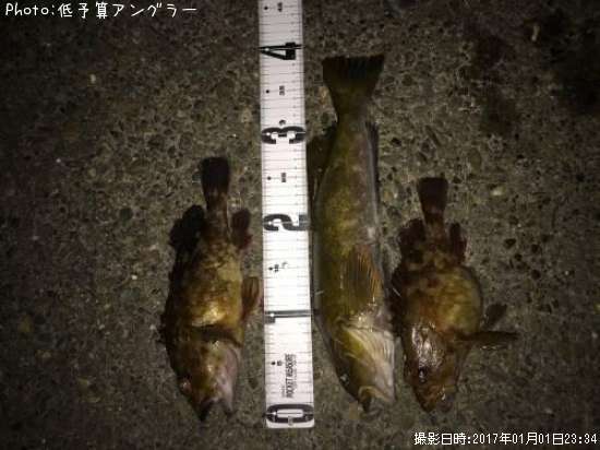 アイナメ カサゴ